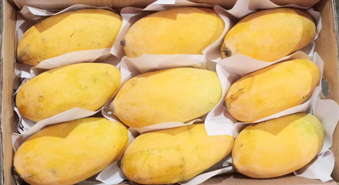 Sindhri Mango - 5 KG Box