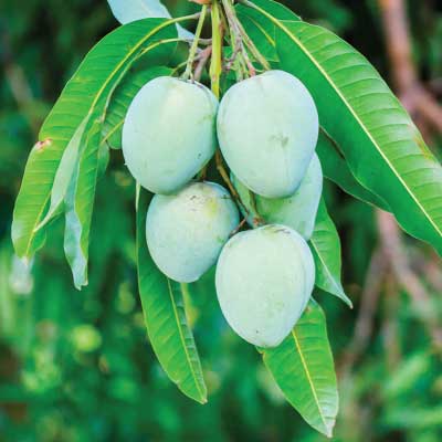 Anwar Ratol Mango - 5 KG Box