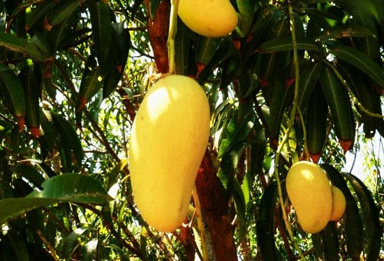 Dasheri Mango - 5 KG Box