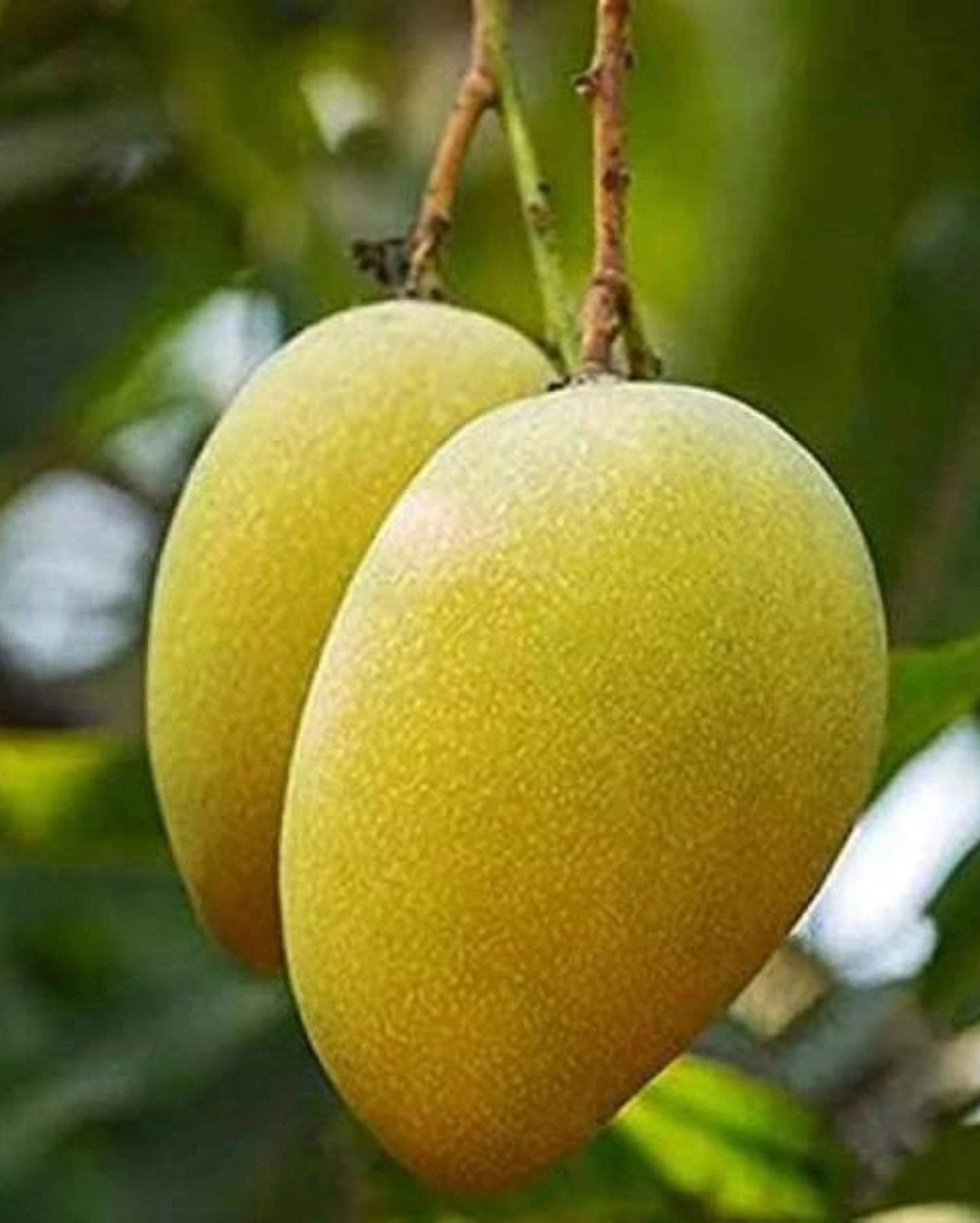Langra Mango - 5 KG Box
