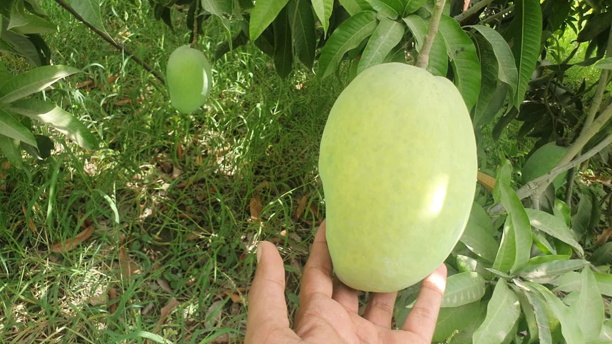 🥭 Premium White Chaunsa Mango – 5 KG Box