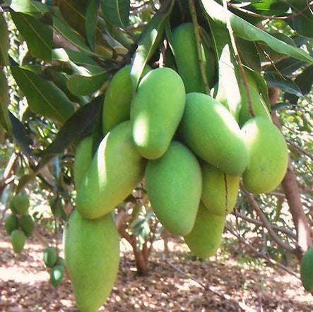 Dasheri Mango - 5 KG Box