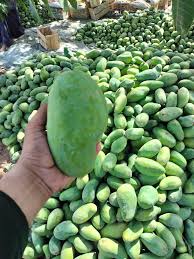 Sindhri Mango - 5 KG Box